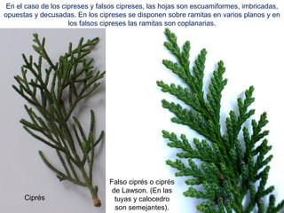 Ciprés
En el caso de los cipreses y falsos cipreses, las hojas son escuamiformes, imbricadas,
opuestas y decusadas. En los cipreses se disponen sobre ramitas en varios planos y en
los falsos cipreses las ramitas son coplanarias.
Falso ciprés o ciprés
de Lawson. (En las
tuyas y calocedro
son semejantes).
 