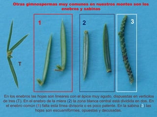 1 2 3
En los enebros las hojas son lineares con el ápice muy agudo, dispuestas en verticilos
de tres (T). En el enebro de la miera (2) la zona blanca central está dividida en dos. En
el enebro común (1) falta esta línea divisoria o es poco patente. En la sabina (3) las
hojas son escuamiformes, opuestas y decusadas.
Otras gimnospermas muy comunes en nuestros montes son los
enebros y sabinas
T
 