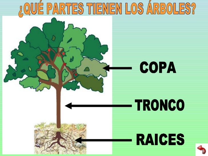 Arboles y bosques
