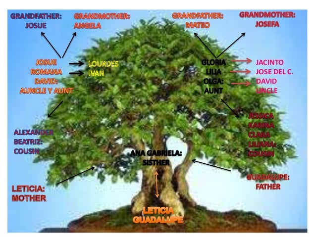 imagenes del arbol genealogico
