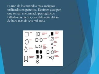 Es uno de los métodos mas antiguos
utilizados en genética. Decimos esto por
que se han encontrado petroglificos
tallados en piedra, en caldea que datan
de hace mas de seis mil años.
 