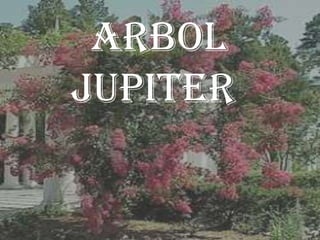ARBOL
JUPITER
 