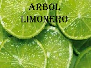 ARBOL
LIMONERO
 