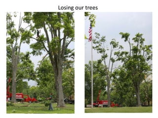 Losing our trees
 