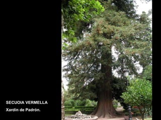 SECUOIA VERMELLA Xardín de Padrón. 