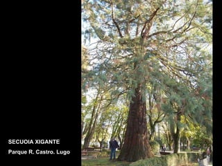 SECUOIA XIGANTE Parque R. Castro. Lugo 