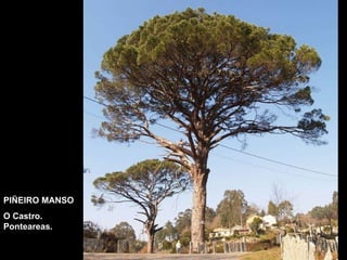 PIÑEIRO MANSO O Castro. Ponteareas. 