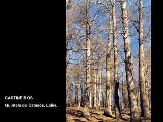 CASTIÑEIROS Quintela de Catasós. Lalín. 
