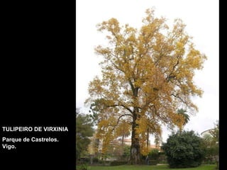 TULIPEIRO DE VIRXINIA Parque de Castrelos. Vigo. 