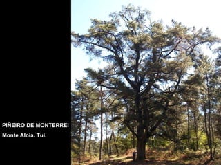 PIÑEIRO DE MONTERREI Monte Aloia. Tui. 