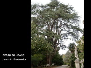 CEDRO DO LÍBANO Lourizán. Pontevedra. 
