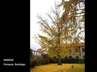 GINKGO Fonseca. Santiago. 