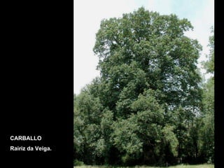 CARBALLO Rairiz da Veiga. 