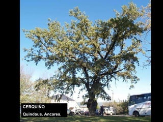 CERQUIÑO Quindous. Ancares. 