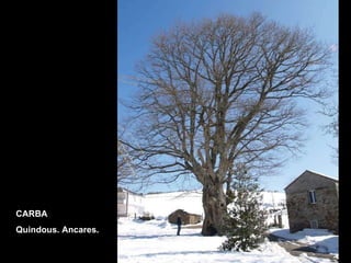 CARBA Quindous. Ancares. 