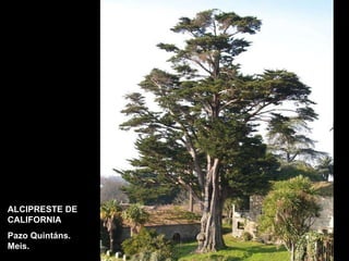 ALCIPRESTE DE CALIFORNIA Pazo Quintáns. Meis. 