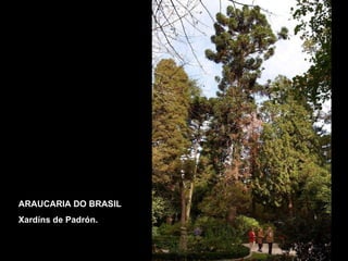 ARAUCARIA DO BRASIL Xardíns de Padrón. 