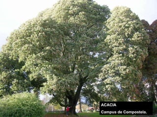 ACACIA Campus de Compostela. 