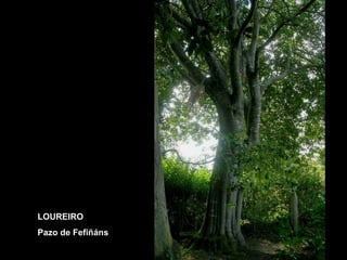 LOUREIRO Pazo de Fefiñáns 