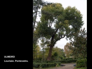 ULMEIRO Lourizán. Pontevedra. 