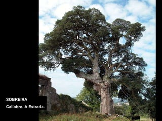 SOBREIRA Callobre. A Estrada. 