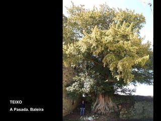 TEIXO A Pasada. Baleira 