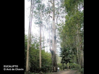 EUCALIPTO O Avó de Chavín 