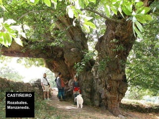 CASTIÑEIRO Rozabales. Manzaneda. 