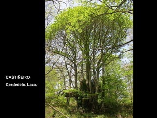 CASTIÑEIRO Cerdedelo. Laza. 