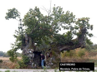 CASTIÑEIRO Mendoia. Pobra de Trives. 