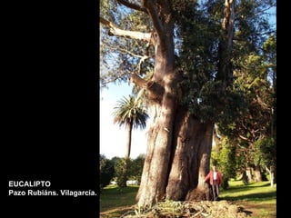 EUCALIPTO Pazo Rubiáns. Vilagarcía. 