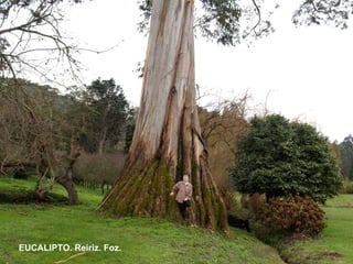 EUCALIPTO. Reiriz. Foz. 