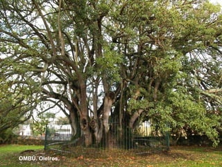OMBÚ. Oleiros. 