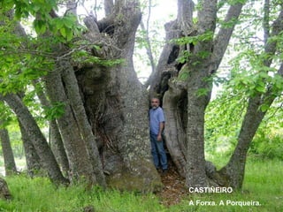 CASTIÑEIRO A Forxa. A Porqueira. 