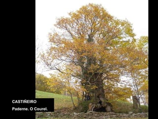 CASTIÑEIRO Paderne. O Courel. 