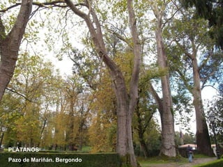 PLÁTANOS Pazo de Mariñán. Bergondo 