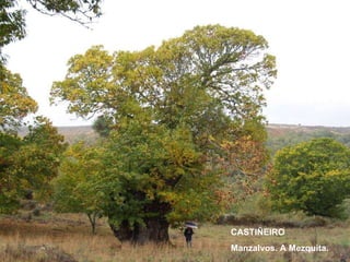 CASTIÑEIRO Manzalvos. A Mezquita. 