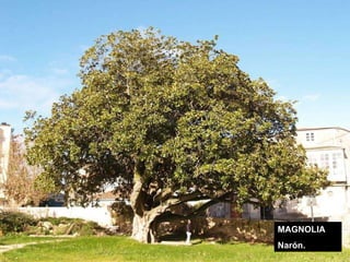 MAGNOLIA Narón. 