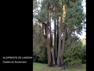 ALCIPRESTE DE LAWSON Castelo de Soutomaior 