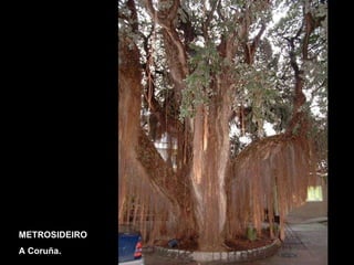 METROSIDEIRO A Coruña. 