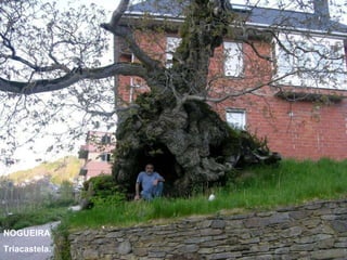 NOGUEIRA Triacastela. 