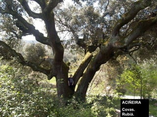 ACIÑEIRA Covas. Rubiá. 