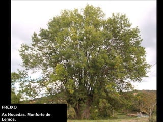 FREIXO As Nocedas. Monforte de Lemos. 