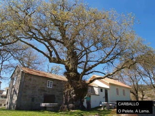 CARBALLO O Pelete. A Lama. 