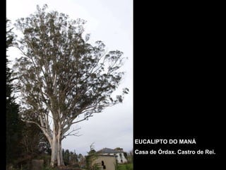 EUCALIPTO DO MANÁ Casa de Órdax. Castro de Rei. 