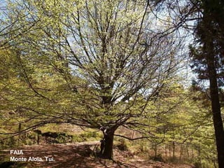 FAIA Monte Aloia. Tui. 