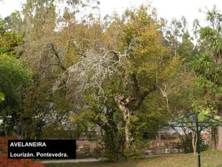 AVELANEIRA Lourizán. Pontevedra. 