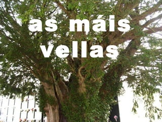 as máis vellas 