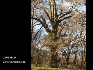 CARBALLO Cartelos. Carballedo. 