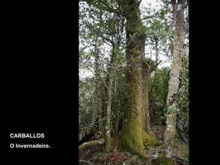 CARBALLOS O Invernadeiro. 
